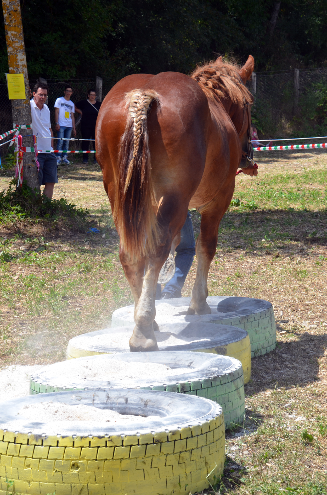 Cavallo Agricolo, un corso UNDER 14 per futuri Allievi Esperti
